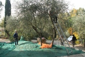 Last year picking olives